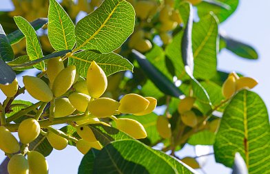 Αίτημα για αύξηση λίτρων πετρελαίου από συνεταιρισμούς κελυφωτού φιστικιού, ποια η πορεία των τιμών