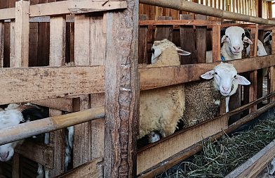 Ευλογιά αιγοπροβάτων: Οι οδηγίες προς την Αστυνομία και τι σημαίνουν για κτηνοτρόφους και μεταφορείς