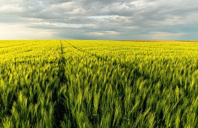 Αυξημένες τιμές στα αλώνια αναμένουν οι παραγωγοί σκληρού σιταριού γιατί φέτος υπάρχει αυξημένο κόστος
