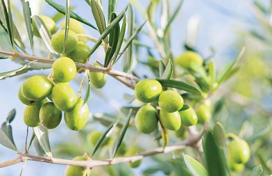 Ελιά Χαλκιδικής: Οι συνεταιρισμοί ζητούν 1,50 ευρώ, οι μεταποιητές έδωσαν μια μικρή αύξηση, τα τρακτέρ βγαίνουν στο δρόμο