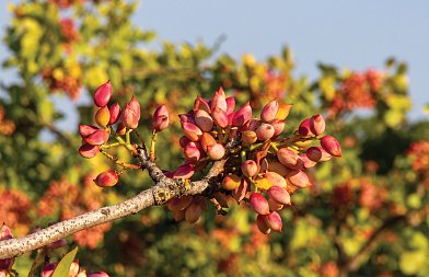 Φιστίκι: Στην τελική ευθεία η συγκομιδή - Παραγωγή, ποιότητα και αγορά - Που κυμαίνονται οι τιμές