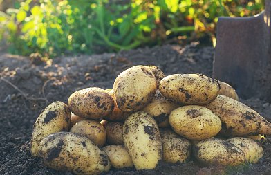 Σε τραγική κατάσταση οι παραγωγοί πατάτας, γεμίσαμε εισαγόμενες απούλητες οι ελληνικές, μεγάλα τα αποθέματα στην ΕΕ