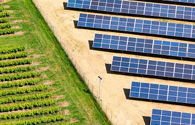 Απειλείται ελληνικός αμπελώνας από ανεξέλεγκτη διασπορά φωτοβολταϊκών - Ποιες προτάσεις κατέθεσε στη Βουλή η πρόεδρος ΕΔΟΑΟ