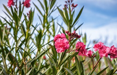 ΓΕΩΤΕΕ: Βεβιασμένη η οδηγία για οριζόντια απομάκρυνση της πικροδάφνης