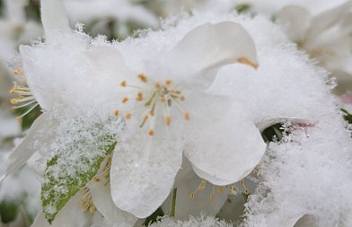 Απαράδεκτη χαρακτηρίζουν παραγωγοί την ΚΥΑ για προανθικό του 2025, πολλοί μένουν απλήρωτοι, αλλαγή απόφασης ζητά ο Καρασμάνης