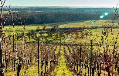 Ασθένειες ξύλου στην άμπελο: πώς η πρόληψη κρίνει την υγεία των πρέμνων