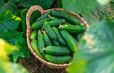 Παραμένουν υψηλές οι τιμές αγγουριών, τι να προσέξουν οι παραγωγοί λόγω της υγρασίας, τι συμβαίνει στην αγορά της ΕΕ