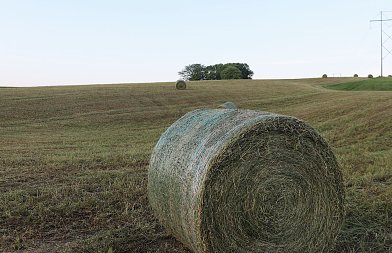 Θα πλήρωναν με 60 ευρώ de minimis το τριφύλλι, τελικά υποσχέθηκαν αύξηση, κάποιοι δεν θα πληρωθούν στο βαμβάκι
