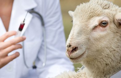 Xρήση εμβολίων για περιορισμό της ευλογιάς των προβάτων σε Ελλάδα και Βουλγαρία συστήνει η EFSA