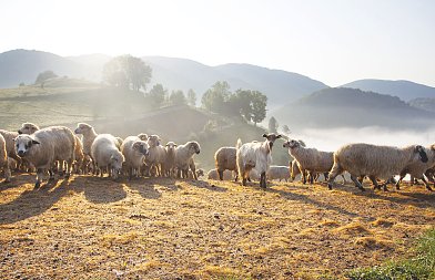 Εγκρίθηκαν 16,84 εκατ. ευρώ για αποζημιώσεις κτηνοτρόφων λόγω ευλογιάς, πανώλης και αφθώδους πυρετού
