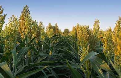 New president at the head of SORGHUM ID, the European association for sorghum