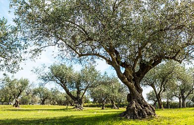 Η ποικιλία ελιάς που ταιριάζει στη γη σου καθορίζει την παραγωγή σου — η επιλογή μετράει