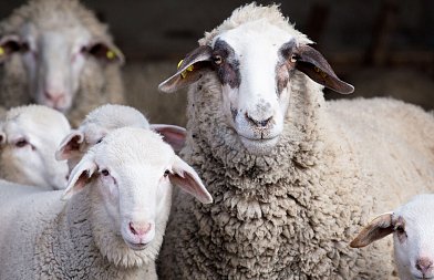 Κρούει τον κώδωνα η ΕΘΕΑΣ για την ευλογιά ενόψει Πάσχα – Καλεί σε προληπτικά μέτρα