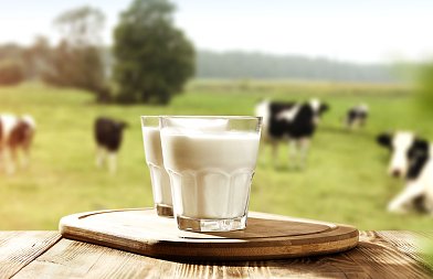 Απόφαση της πλήρους Ολομέλειας Αρείου Πάγου για καρτέλ αγελαδινού γάλακτος δικαιώνει παραγωγούς