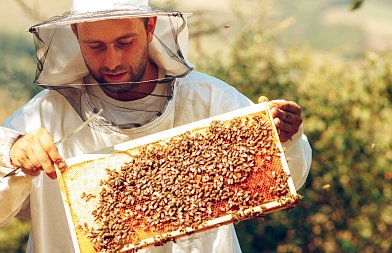 Ξεκινούν δωρεάν προγράμματα κατάρτισης μελισσοκόμων – Έως τρεις ημέρες εκπαίδευσης