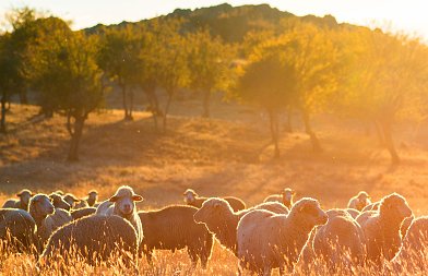 Αποβολές στα αγροτικά ζώα: Ο ρόλος των παρασίτων