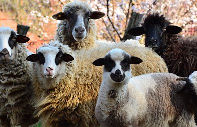 ΕΕΕΔΕΕ: Νέα συνολικά στοιχεία για την εξέλιξη της ευλογιάς στα αιγοπρόβατα
