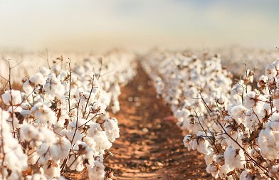 Συνεργασία SIPCAM ΕΛΛΑΣ με εταιρεία πολλαπλασιαστικού υλικού GREENCO