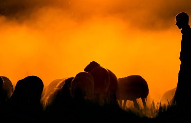 Επιβεβαιώθηκε το πρώτο κρούσμα ευλογιάς προβάτων στην Ήπειρο