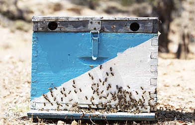 Πάνε μπιλετάκια στους μελισσοκόμους να πληρώσουν την πιστοποίηση για τα βιολογικά που ακύρωσε ο Τσιάρας