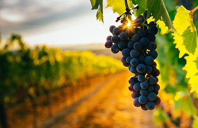 Wine, a champion and a solid pillar of EU’s socio-economy and rural development