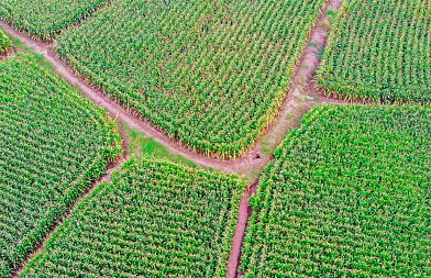 Αγροτεμάχια <20 στρ.: θα πληρώνονταν χωρίς ΑΤΑΚ-ΚΑΕΚ, όμως το πλαίσιο δεν ενεργοποιήθηκε και γεννά απορίες στις διορθώσεις