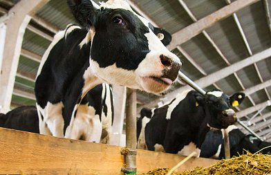 Δύο νέες αποφάσεις του Αρείου Πάγου δικαιώνουν αγελαδοτρόφοι για το καρτέλ γάλακτος