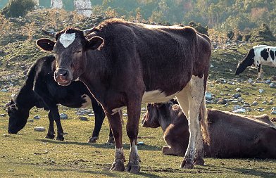 Κτηνοτρόφος Αχιλλέας Τσαπραΐλης: Εκεί που μας χρωστούσανε μας πήραν και το βόδι