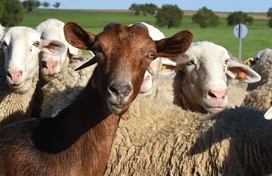 Καμία χώρα που επέλεξε εμβολιασμό δεν εξάλειψε την ευλογιά λέει ο Τσιάρας, αργεί το μέτρο αποκατάστασης ζωικού κεφαλαίου