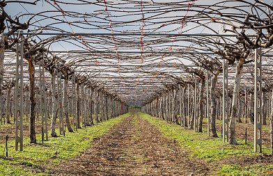 Ακτινιδιά: Γιατί το σωστό «δέσιμο» των κληματίδων καθορίζει την παραγωγή