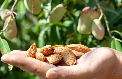 Η εικόνα καρπόδεσης στις αμυγδαλιές, υπάρχει ζήτηση και μηδενικά αποθέματα, οι εξαγωγές δίνουν προστιθέμενη αξία στο προϊόν