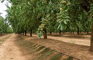 Αμυγδαλιά: Η σωστή άρδευση κάνει τη διαφορά σε παραγωγή και ποιότητα