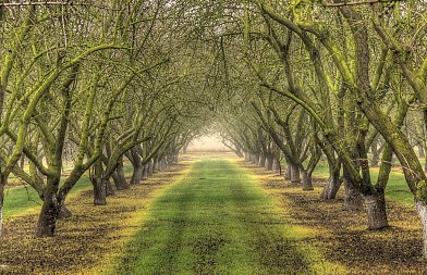 Φυτοπροστασία στην αμυγδαλιά: Επίκαιρες επεμβάσεις σε ασθένειες και εχθρούς