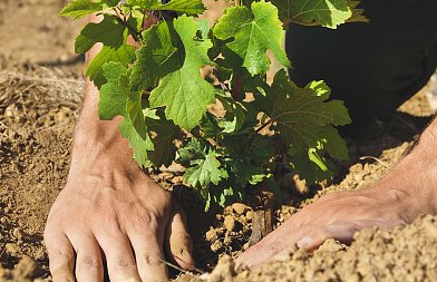 Έχουμε τροποποίηση στην τελική κατάταξη δικαιούχων αναδιάρθρωσης και μετατροπής αμπελώνων περιόδου 2025/2026
