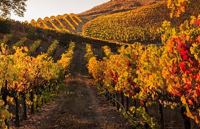 Αμπέλι: Η λίπανση μετά τη συγκομιδή που “χτίζει” τον επόμενο τρύγο