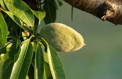 Πολυστίγμωση στην αμυγδαλιά: Οι ανοιξιάτικες βροχές άφησαν το αποτύπωμά τους στους οπωρώνες