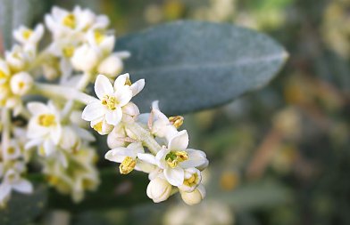 Προτάσεις ΓΕΩΤΕΕ για το Εθνικό Σχέδιο Δράσης για τους Επικονιαστές