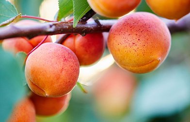 Βερικοκιά: οι χειρισμοί της εποχής – Λίπανση και Φυτοπροστασία