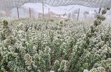 «Αρέθουσα», η πρώτη Ελληνική Ποικιλία Ρίγανης εγκαταστάθηκε στη Βόρεια Εύβοια