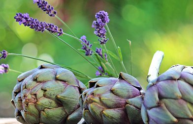 Αγκινάρα: από «βασίλισσα» του κάμπου σε καλλιέργεια δεύτερου ρόλου