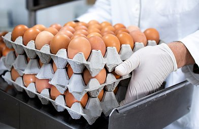 Αβγά: Μόλις 2,5% η ελληνική παραγωγή βιολογικών - Οι ελληνοποιήσεις καλύπτουν τα κενά στην εγχώρια αγορά