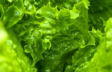 Σαλάτες: ποικιλίες, διαθεσιμότητα και τιμές στην αγορά