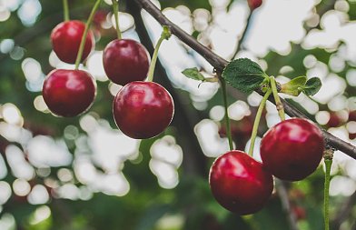 Κεράσια Φθιώτιδας: Η πρωιμότητα δίνει πλεονέκτημα, αλλά το ρίσκο παραμένει – συγκρατημένη αισιοδοξία για τη φετινή παραγωγή