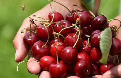 Η δροσόφιλα στην κερασιά: Τι πρέπει να γνωρίζουν οι παραγωγοί για την αντιμετώπισή της