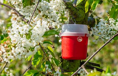 Αλλάζουν οι ημερομηνιές για τo «Κομφούζιο» του 2026 με απόφαση του ΥπΑΑΤ