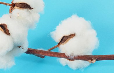 Τσιάρας: Από ανακατανομή πόρων λόγω ελέγχων ΟΠΕΚΕΠΕ σημαντικό μέρος των ποσών κατευθύνεται στο βαμβάκι