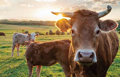 Ο αφθώδης πυρετός ήρθε στην Ελλάδα, θετικό το κρούσμα στην Λέσβο, σε απελπισία οι κτηνοτρόφοι