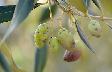 ΥπΑΑΤ: Σχεδιασμός προμήθειας των υλικών δακοκτονίας για τριετή περίοδο