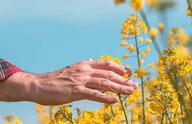 Eλαιοκράμβη: Προβλέψεις για εκτάσεις καλλιέργειας, αποδόσεις και παραγωγή στην ΕΕ το 2026
