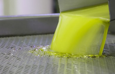 Στα 5,50 ευρώ πουλήθηκε ελαιόλαδο στην Λακωνία, αυξημένη ζήτηση για καλή ποιότητα, τιμές Ισπανίας